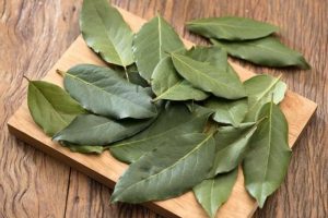 Hojas de laurel