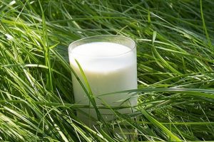 Beneficios de la leche de cabra para la piel