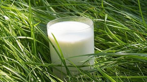 Beneficios de la leche de cabra para la piel