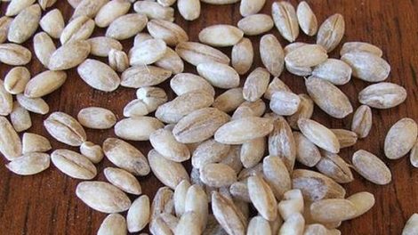 Descubre cómo hacer la leche de cebada