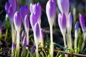 Trucos para ser más enérgicos en primavera