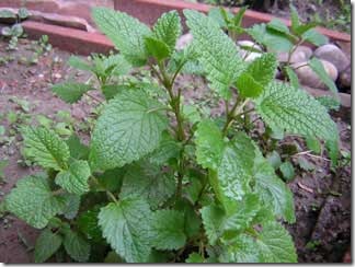 Beneficios de la melisa