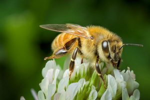 Propiedades de la miel de manuka