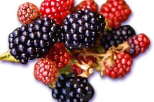 moras-beneficios-y-propiedades