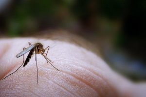mosquito