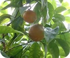 naranja-amarga-beneficios