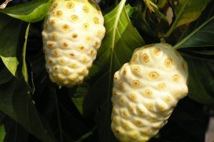 Descubre los beneficios más importantes del noni