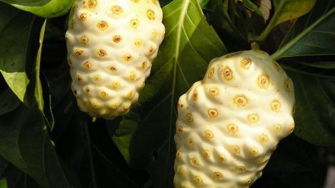 Descubre los beneficios más importantes del noni