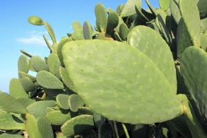 nopal