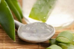 Cómo conseguir el jugo de áloe vera