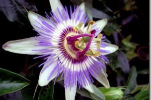 pasiflora
