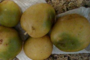 Patatas verdes con sonalina