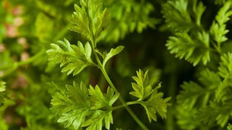 Beneficios del perifollo