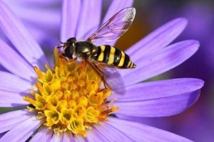 Primeros auxilios ante una picadura de abeja