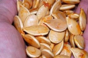 Beneficios de las pipas de calabaza