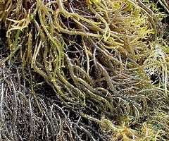 plantas-saciantes-adelgazar-perder-peso