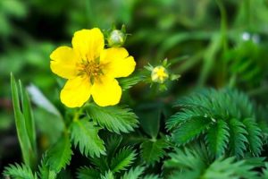 Potentilla
