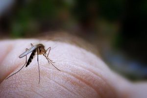 Consejos útiles para la prevención de las picaduras de mosquito