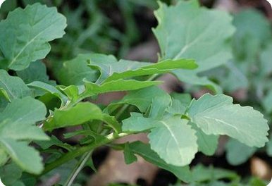 Propiedades de la rúcula