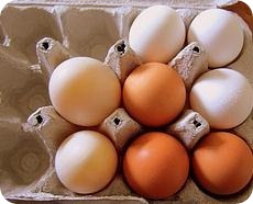 Beneficios de las proteinas animales