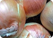 Las cebollas son ricas en quercetina