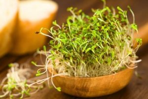 Brotes ecológicos en casa: cómo hacerlos fácilmente
