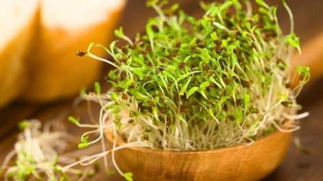 Brotes ecológicos en casa: cómo hacerlos fácilmente