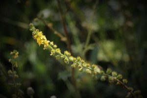 Beneficios de la agrimonia