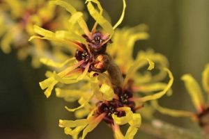 Remedios caseros con hamamelis