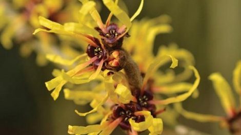 Remedios caseros con hamamelis