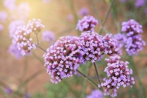 Remedios naturales con verbena