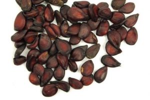 Los riesgos de comer semillas de manzana
