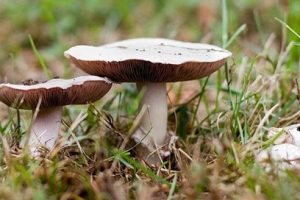 setas