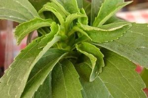 Beneficios de la stevia