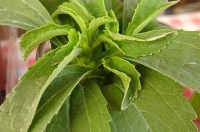 Beneficios de la stevia