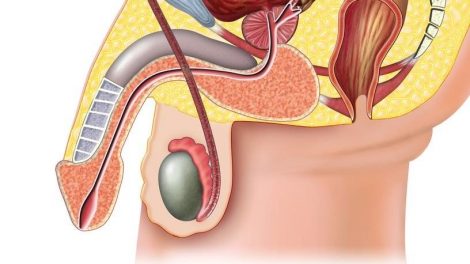 Principales funciones de los testículos