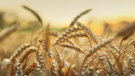 trigo-enfermedades-autoinmunes