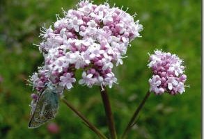 valeriana-beneficios-propiedades