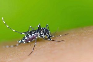 El virus Zika es transmitido por un mosquito