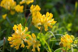 vulneraria